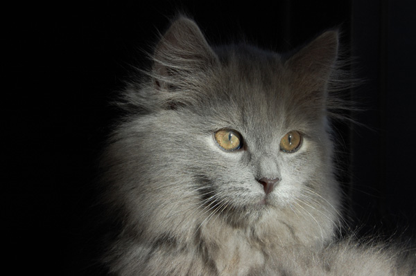 meine hübsche Maus.jpg